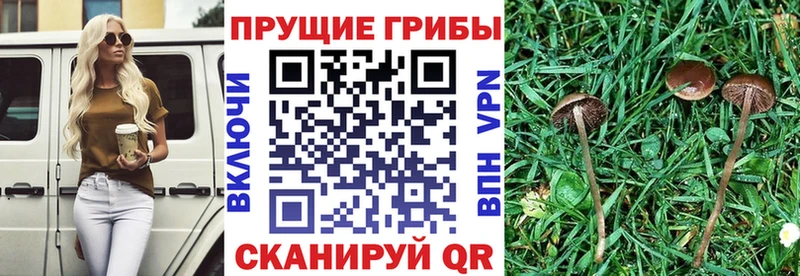 Купить где  Зарайск  Псилоцибиновые грибы Magic Shrooms 